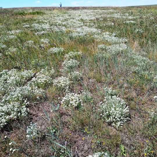 Balka Pivnichna Botanical Sanctuary