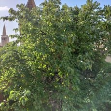 Morera del Castillo de Olite