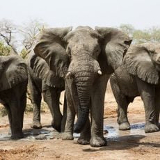 Zakouma National Park