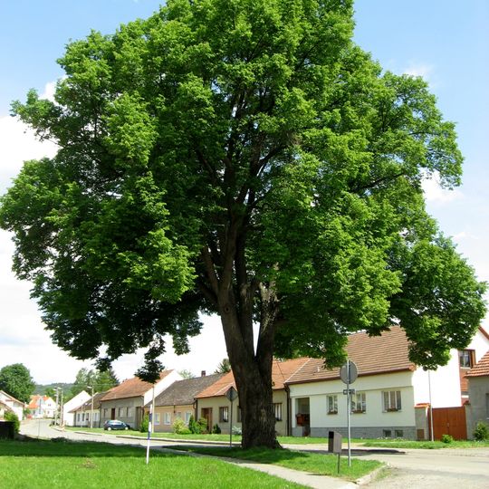 Obecní lípa za kostelem