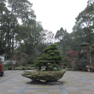 Jardín botánico Nanshan en Chongqing