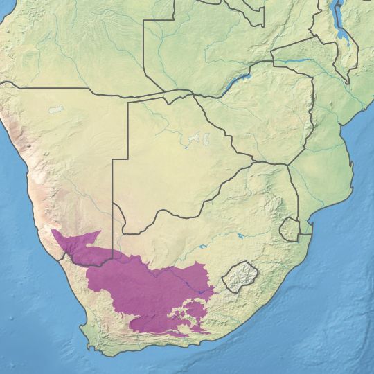 Nama Karoo