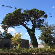 Árvore isolada em Bouça do Paço - Lugar do Paço