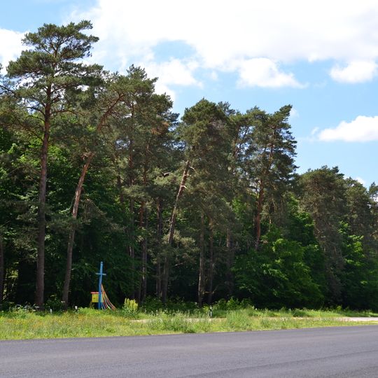 Forest alley nature reserve