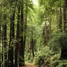 Butano State Park