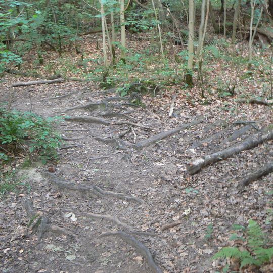 NSG Nasswiesen und Bruchwald "Kohlkaul"