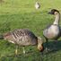 WWT Slimbridge