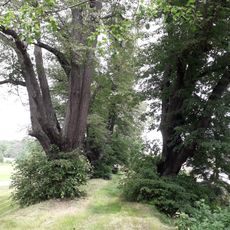 Lipová alej za Štiřínem v Kamenici