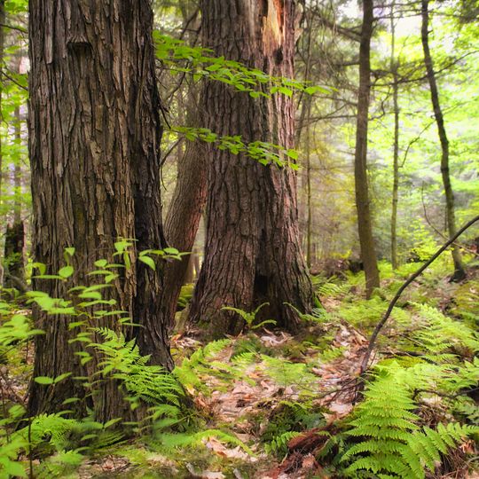 Hearts Content Scenic Area