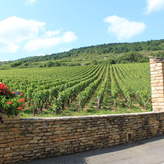 Burgundy wine
