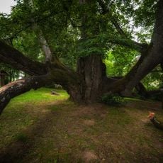 Valdemārpils Elku liepa
