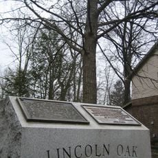 Lincoln Oak