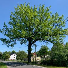 ND Stieleiche Hauptstraße Oberwiera