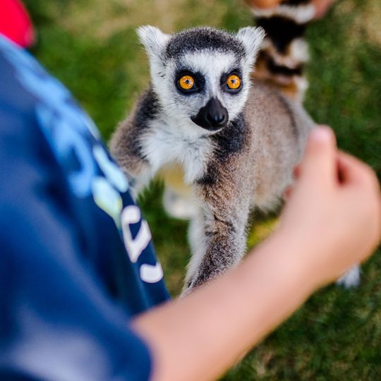Lemur-Park