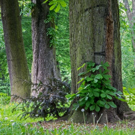 Landschaftsschutzgebiet Takufeld/Rochuspark