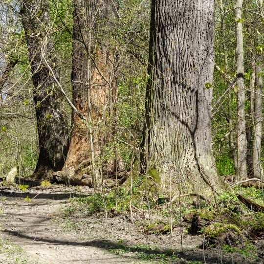 Rezerwat przyrody Las Bielański
