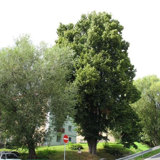 Lípa v Meziboří