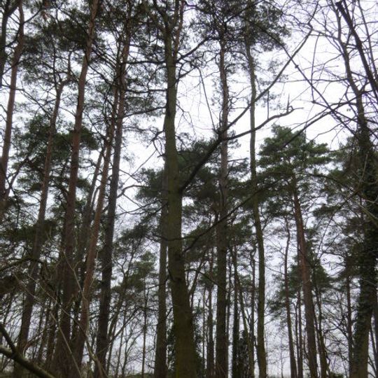 Naturdenkmal Ess-Kastanie 2 Zwischen Friedhof und Freilichtbühne in Ladeburg