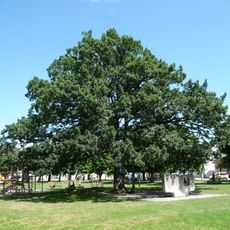 Weinlechnereiche in Altheim