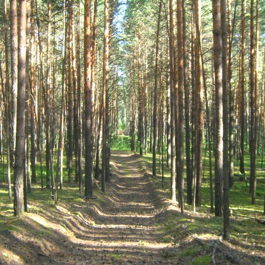 Timerzyaevsky Forest