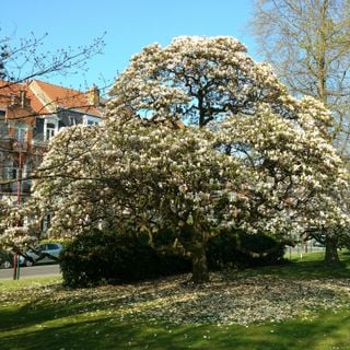 Magnolia de Soulange (Magnolia x soulangeana)