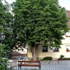 Baumgruppe: 4 Roßkastanienbäume