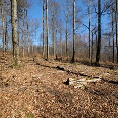 Schnepfenkopf