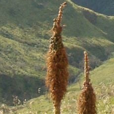 Ts'ehlanyane National Park