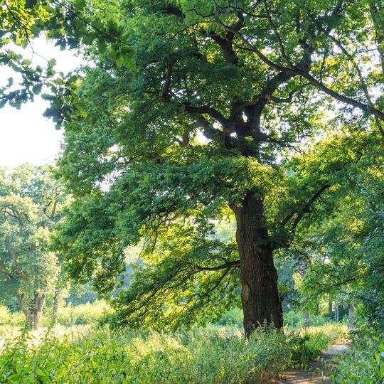 Duby letní v Myslivně