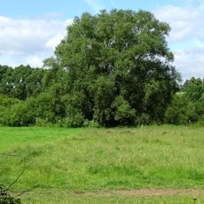 Leineaue zwischen Gronau und Burgstemmen