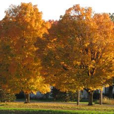Lions Club Park