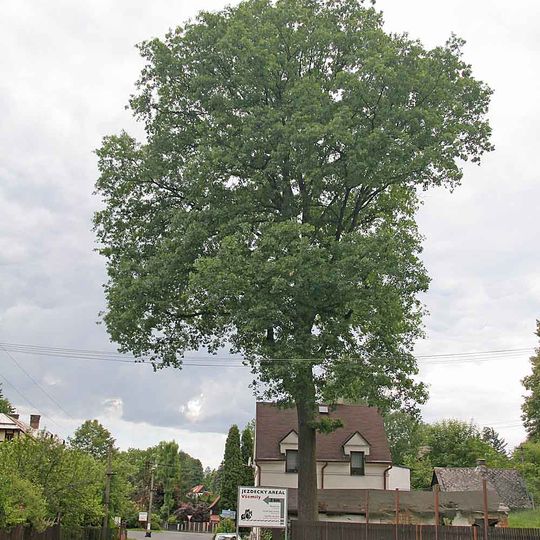 Oak in Jetřichovice