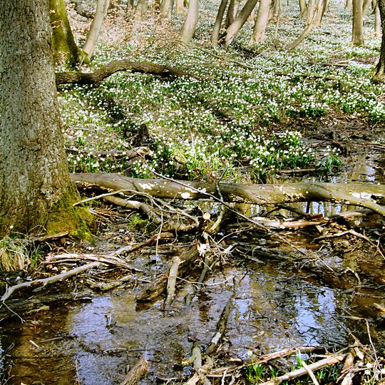 Nature reserve Śnieżycowy Jar