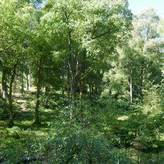 Suren Kämpe-Rauhegrund