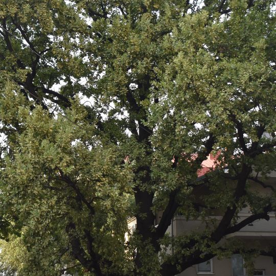 Споменик природе Стабло храста лужњака Платнара