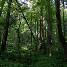 Парк (Клины)