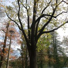 Naturdenkmal  [[Eichen|Eiche]]-[[Stieleiche]] (''Quercus robur'') Nr. 3 Ostrower Damm in Mitte