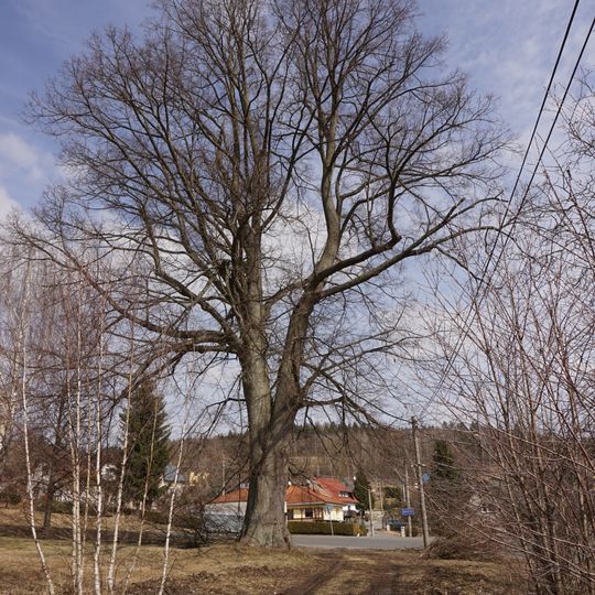 Lípa ve Střevelné 2