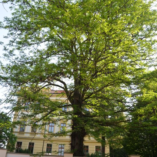 Dřezovec trojtrnný u VOŠ