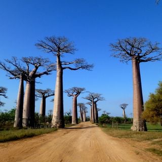 Aleja Baobabów