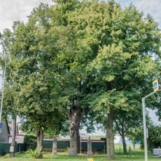 Lípa u sv. Václava