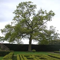 Royal Oak