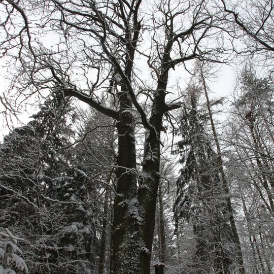 Dub letní v Děkanském lese, Hlincová Hora