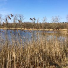 Niedermoor im Widdauer Wald