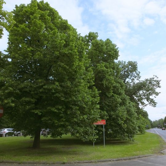 Linden avenue at Żwirki i Wigury Street in Warsaw