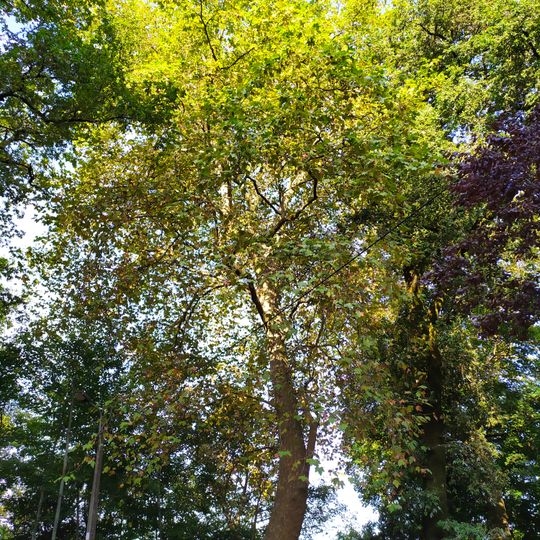 Árvore isolada em Estação do Elevador do Bom Jesus do Monte