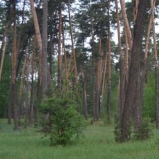 Ділянка лісу (заповідне урочище)