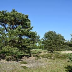Barker Heide