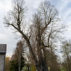 Lípa v Dolní Lipce