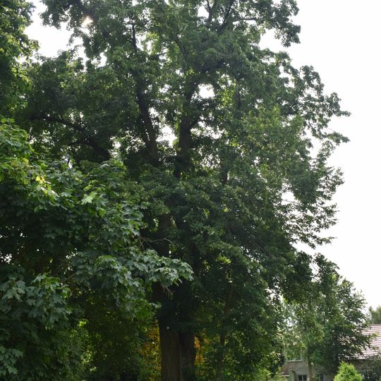 Naturdenkmal Linde ehemaliger Gutspark Stücken in Stücken